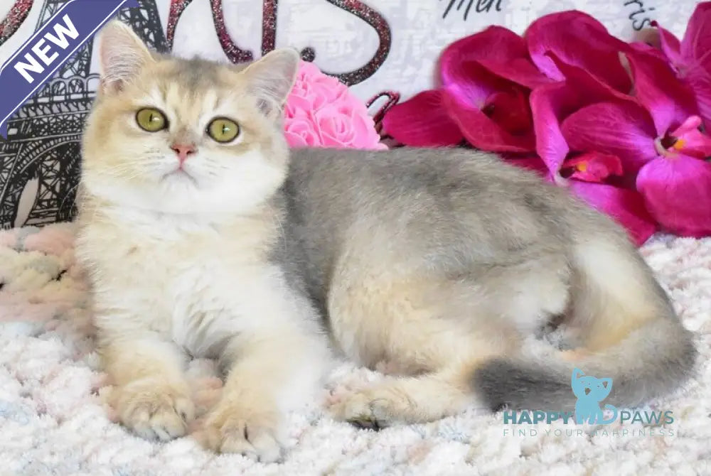 Sultan British Shorthair male blue golden shaded live animals