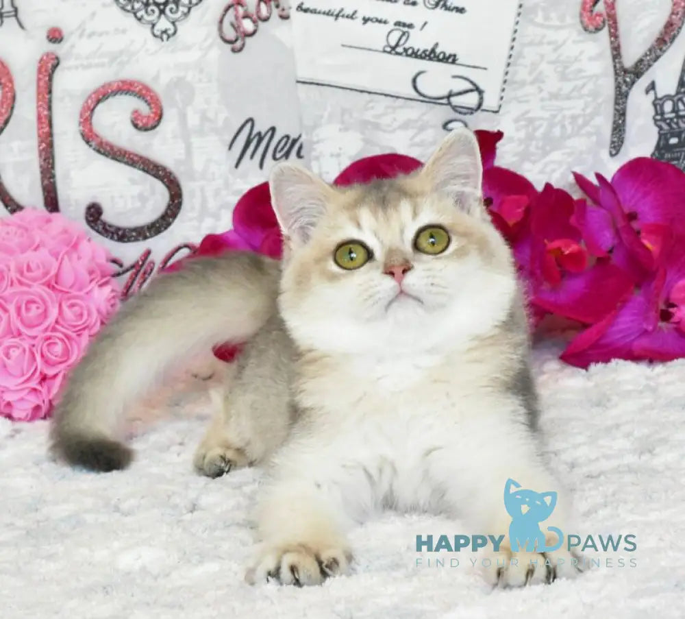 Sultan British Shorthair male blue golden shaded live animals