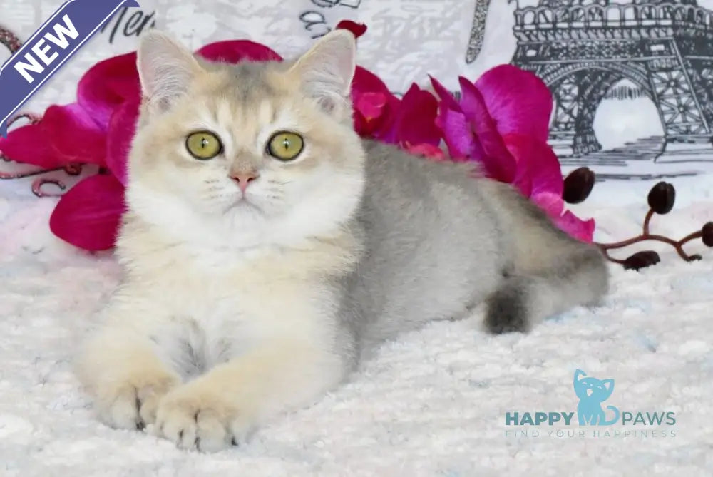 Sultan British Shorthair male blue golden shaded live animals