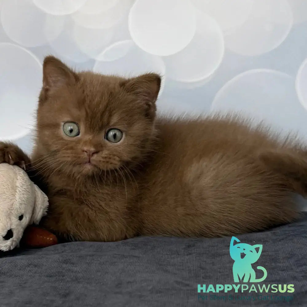 Sultan British Shorthair male cinnamon - live animals