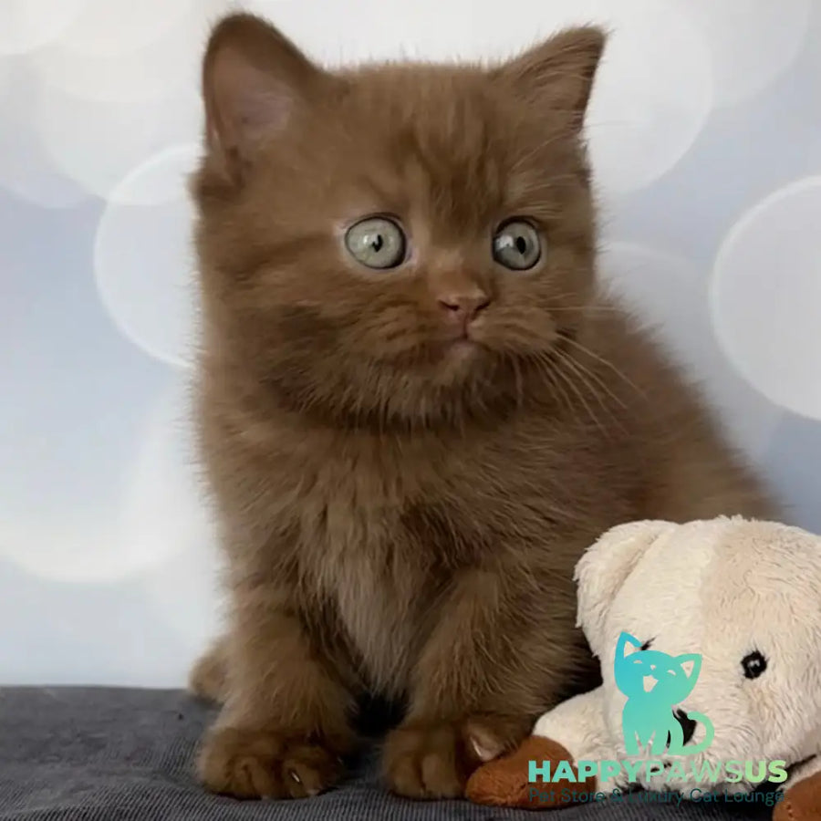 Sultan British Shorthair male cinnamon - live animals