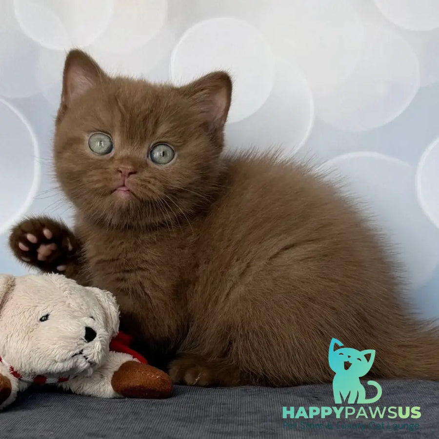 Sultan British Shorthair male cinnamon - live animals