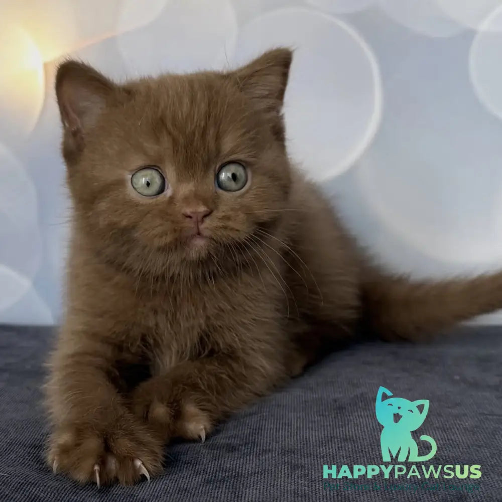Sultan British Shorthair male cinnamon - live animals