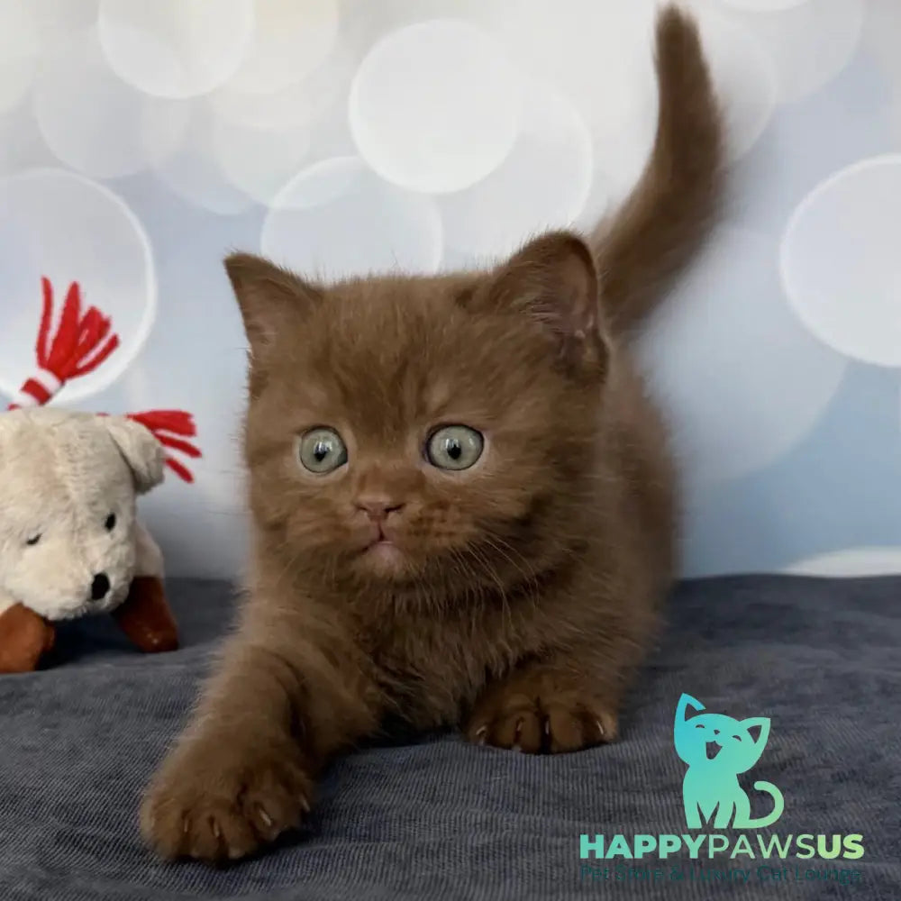 Sultan British Shorthair male cinnamon - live animals