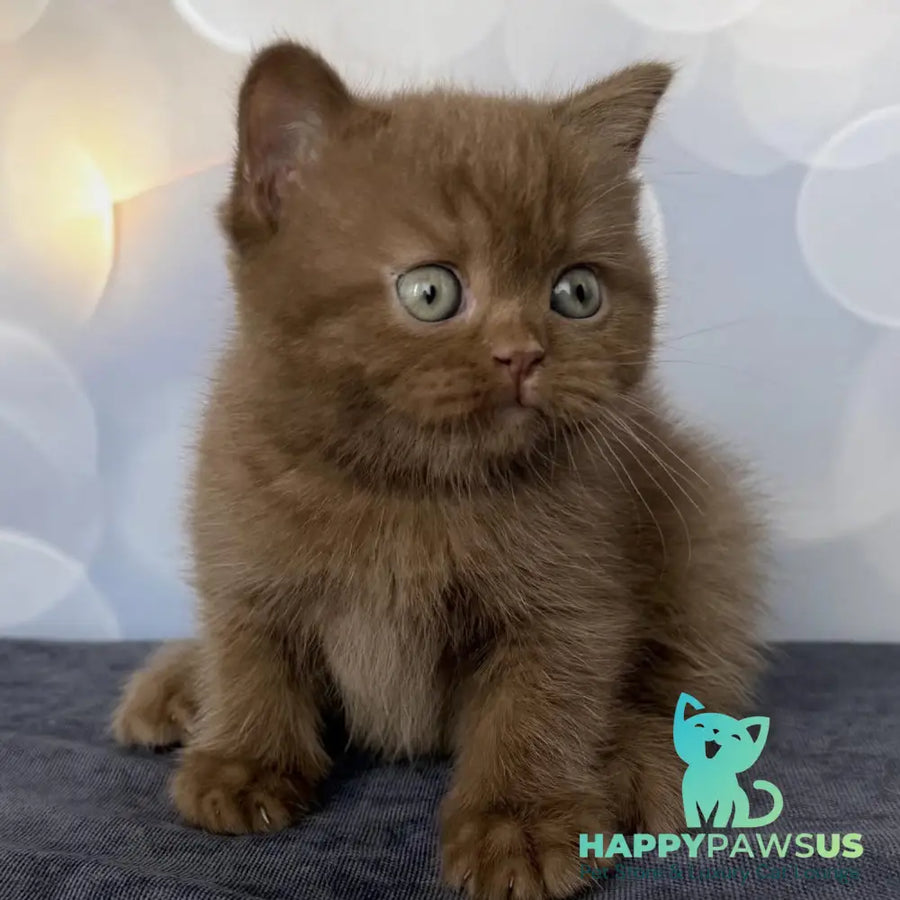 Sultan British Shorthair male cinnamon - live animals