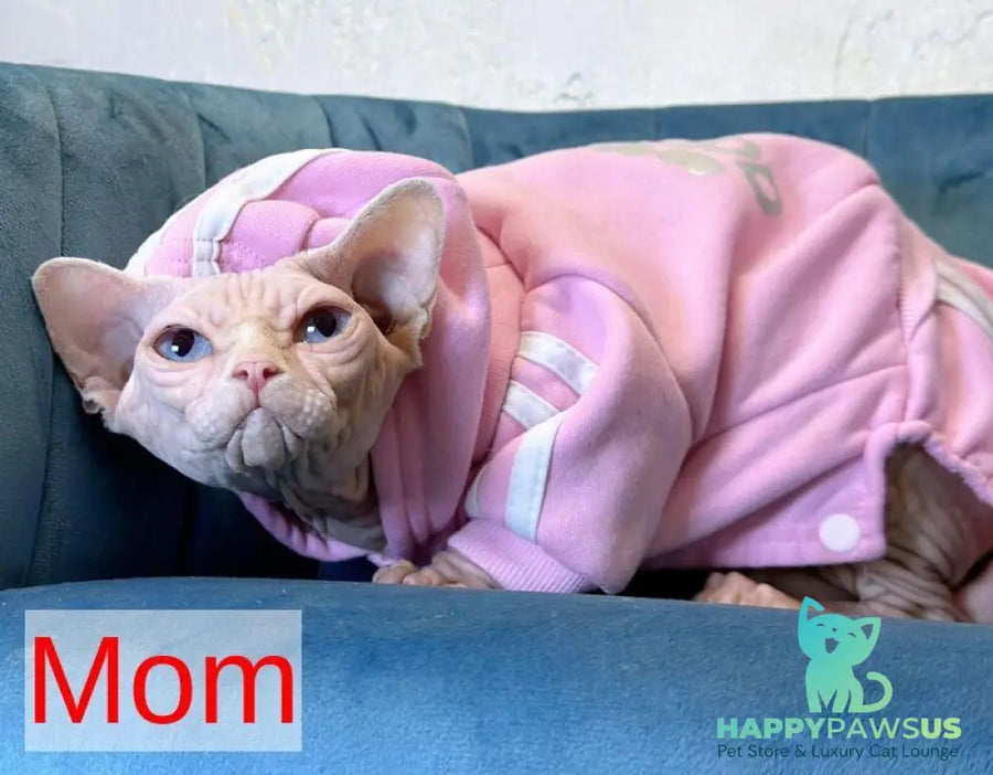 Sultan Canadian Sphynx male red tabby - live animals