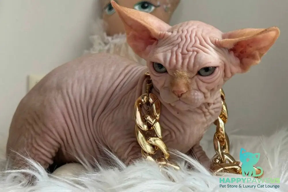 Sultan Canadian Sphynx male red tabby - live animals