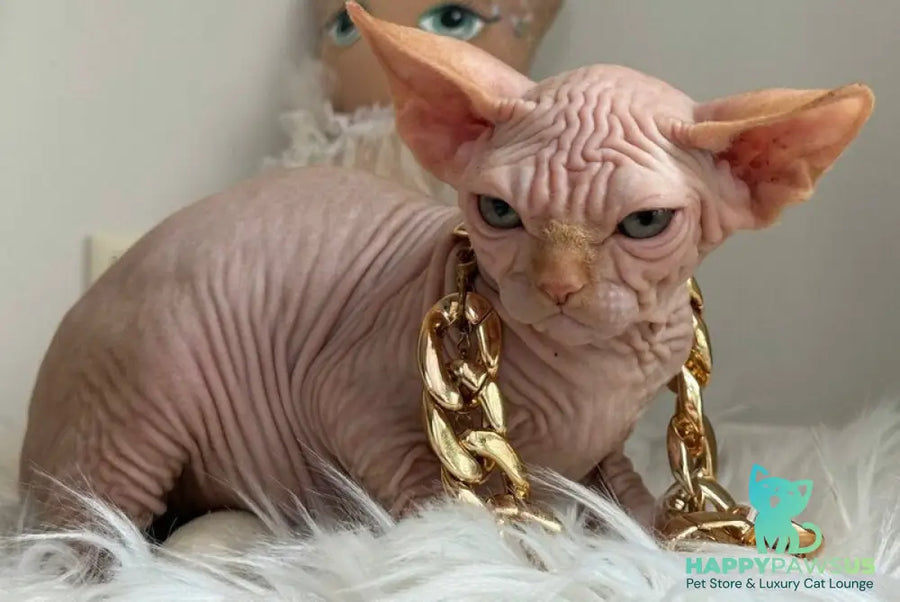 Sultan Canadian Sphynx male red tabby - live animals