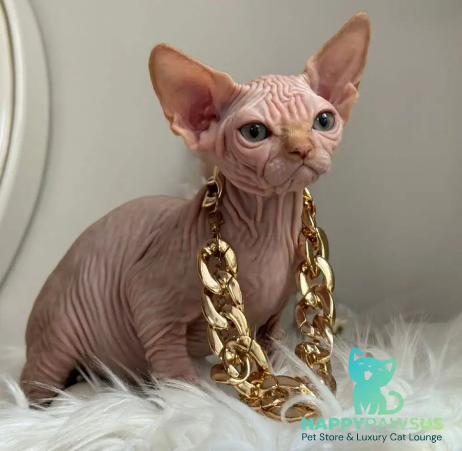 Sultan Canadian Sphynx male red tabby - live animals
