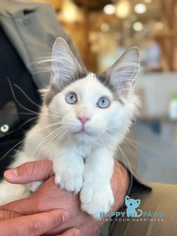 Sultan Maine Coon male blue bicolour live animals