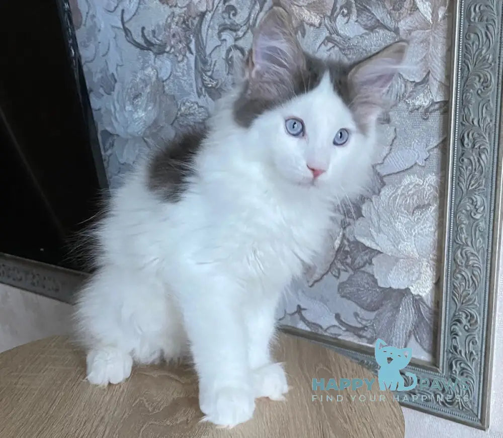Sultan Maine Coon male blue bicolour live animals