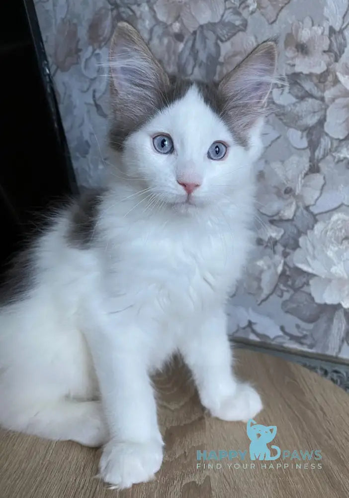 Sultan Maine Coon male blue bicolour live animals