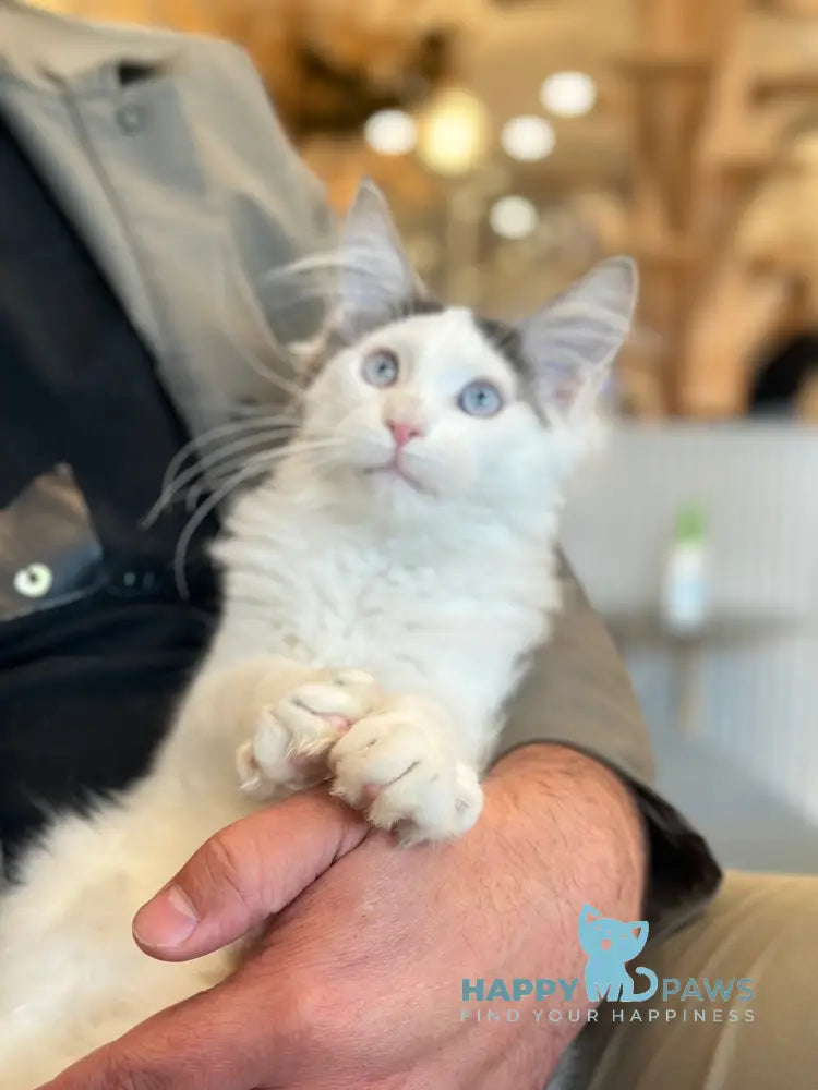 Sultan Maine Coon male blue bicolour live animals