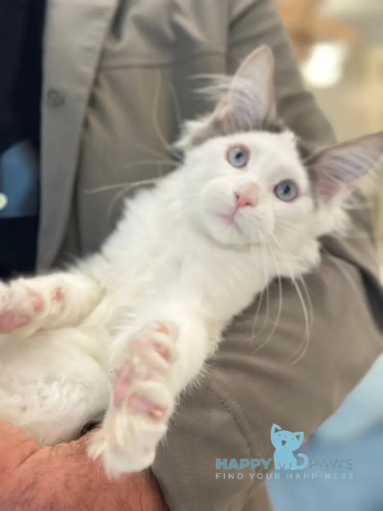 Sultan Maine Coon male blue bicolour live animals