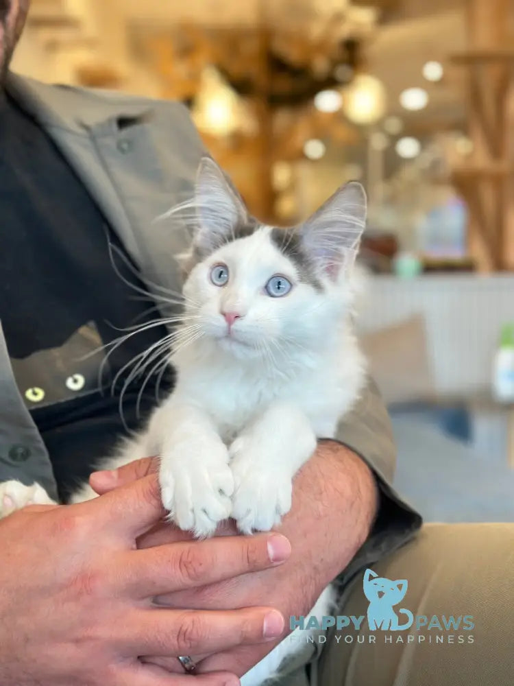 Sultan Maine Coon male blue bicolour live animals