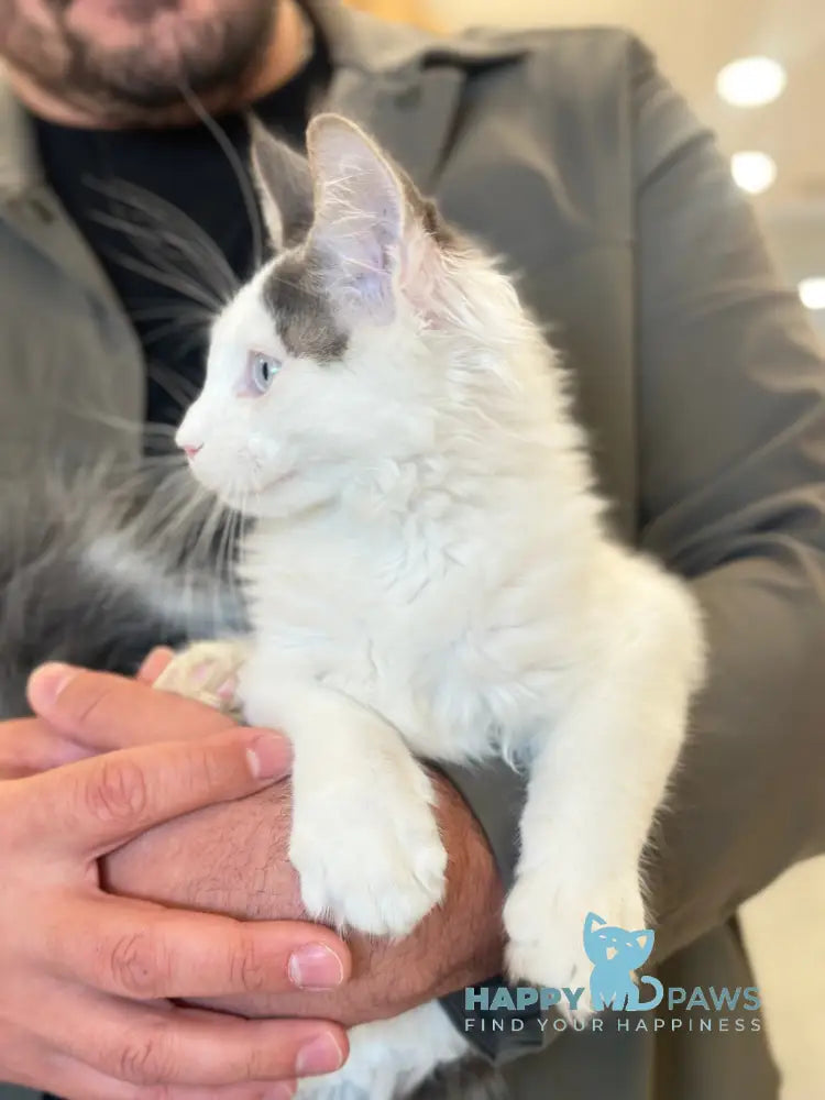 Sultan Maine Coon male blue bicolour live animals