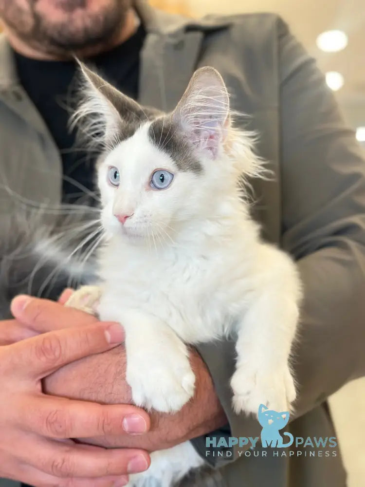 Sultan Maine Coon male blue bicolour live animals