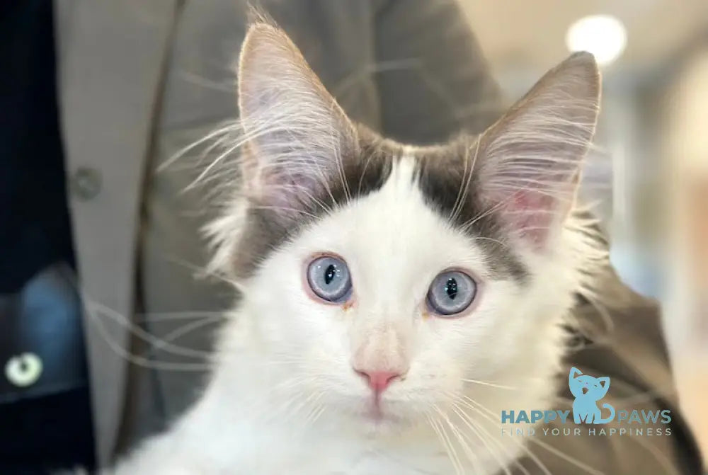 Sultan Maine Coon male blue bicolour live animals