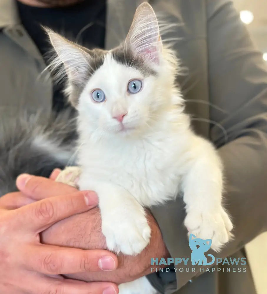 Sultan Maine Coon male blue bicolour live animals