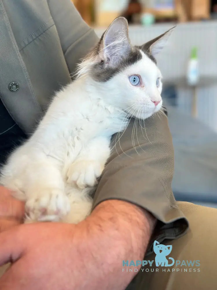 Sultan Maine Coon male blue bicolour live animals