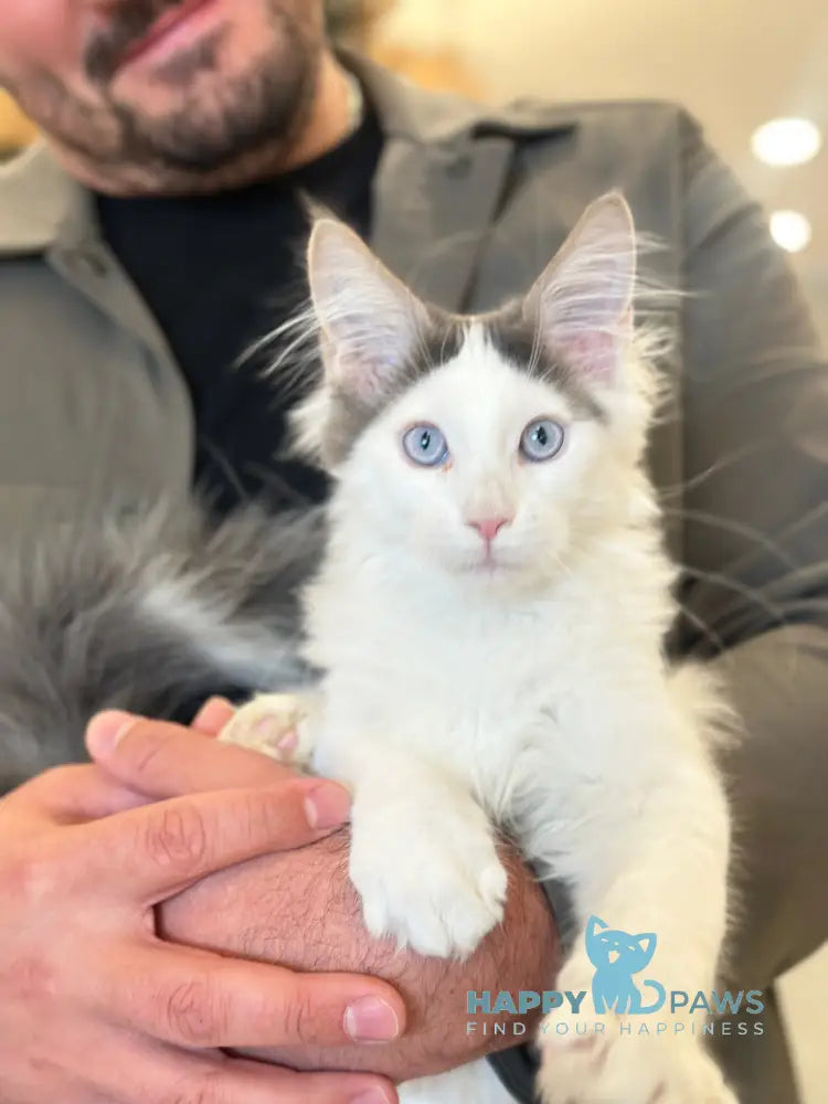 Sultan Maine Coon male blue bicolour live animals