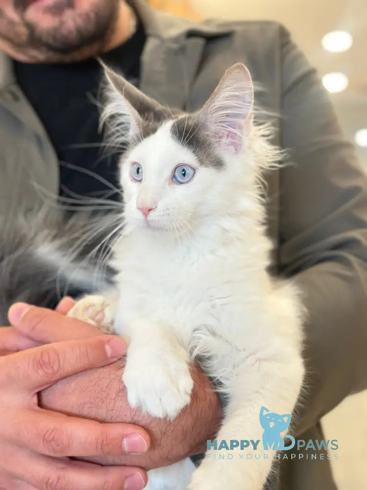 Sultan Maine Coon male blue bicolour live animals