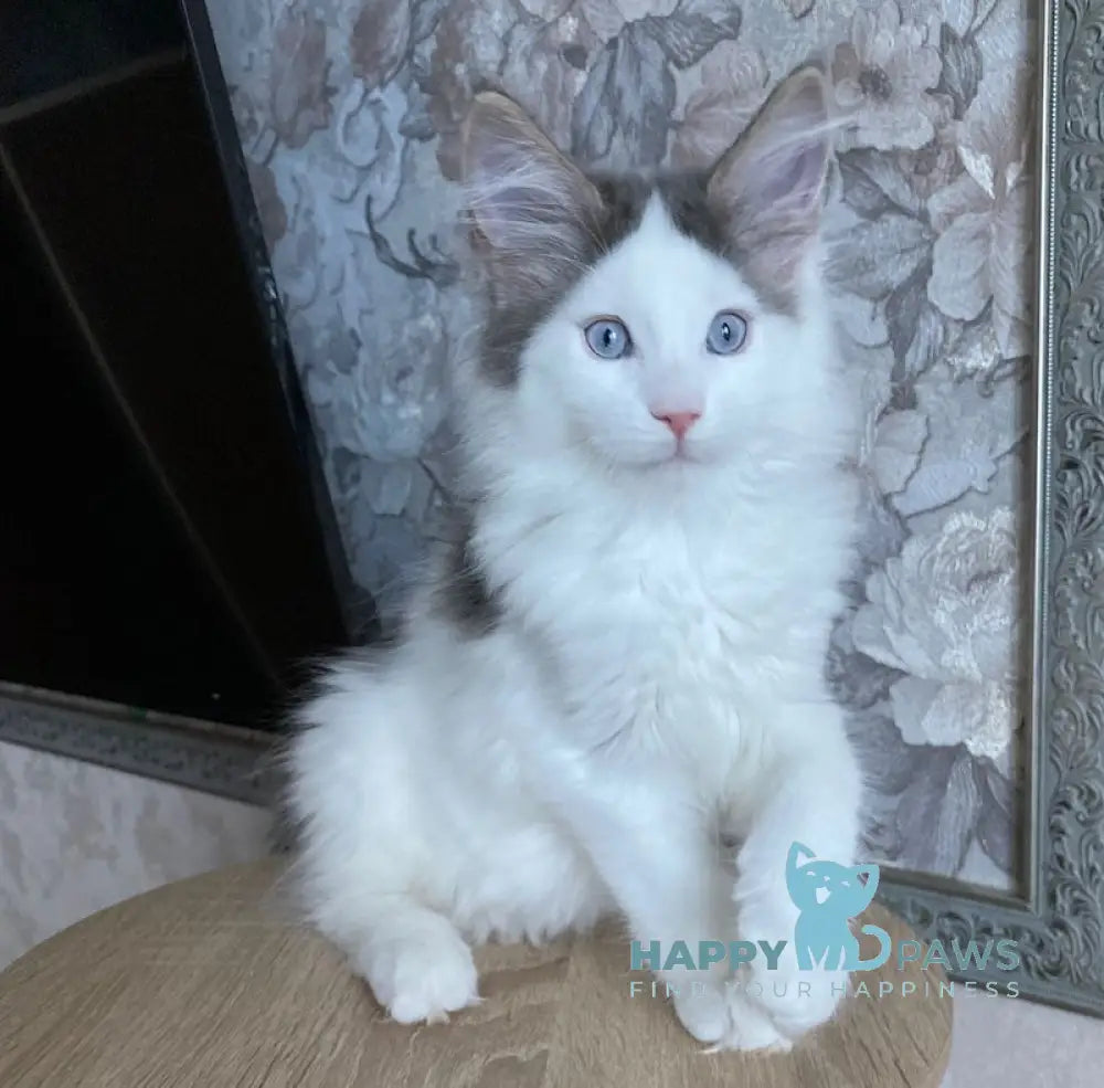 Sultan Maine Coon male blue bicolour live animals