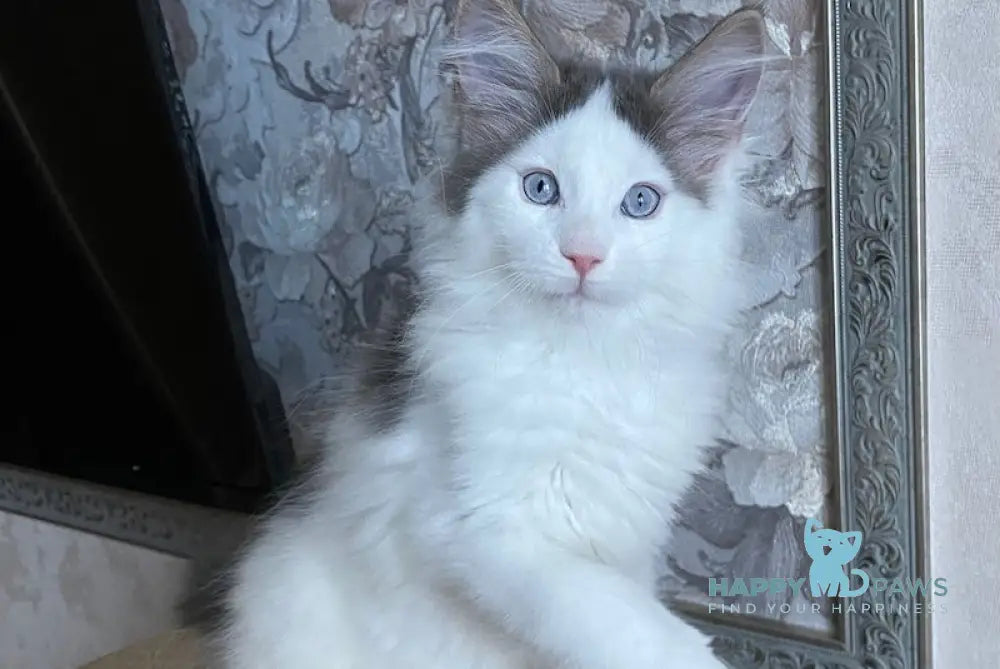 Sultan Maine Coon male blue bicolour live animals
