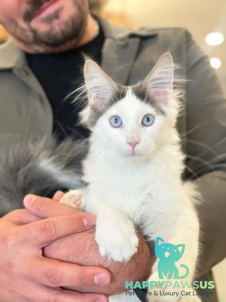 Sultan Maine Coon male blue bicolour live animals