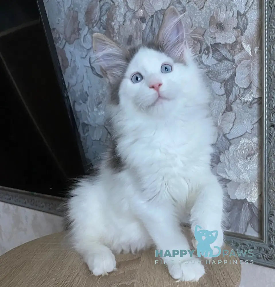 Sultan Maine Coon male blue bicolour live animals