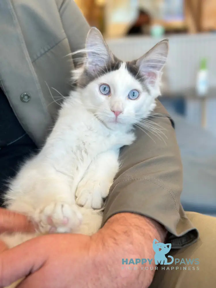 Sultan Maine Coon male blue bicolour live animals