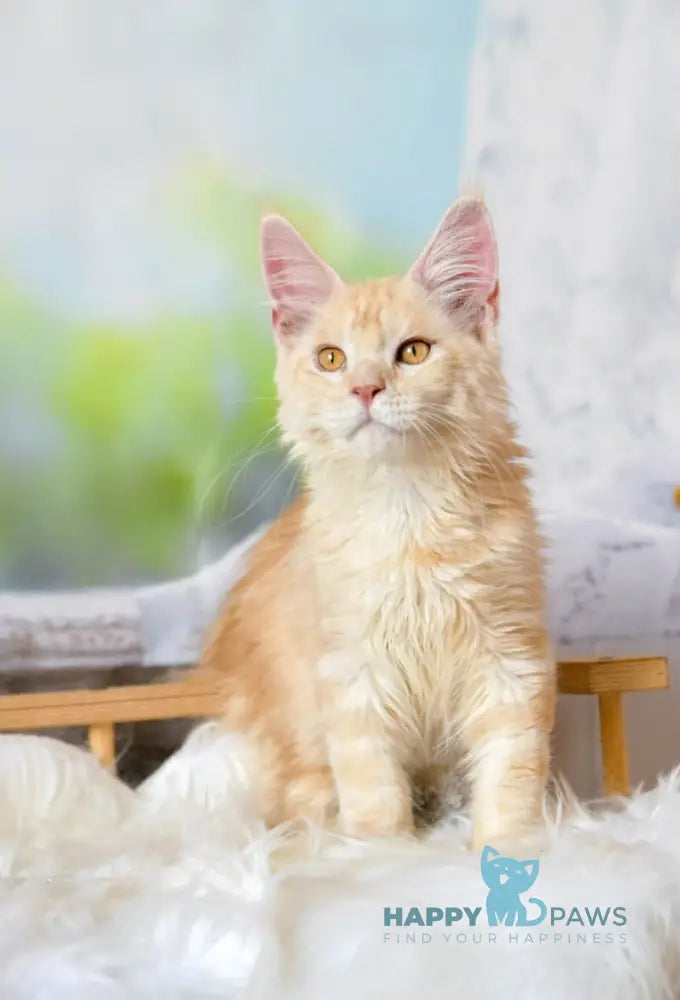 Sultan Maine Coon male red silver tabby live animals