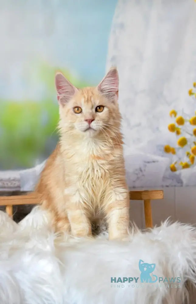 Sultan Maine Coon male red silver tabby live animals
