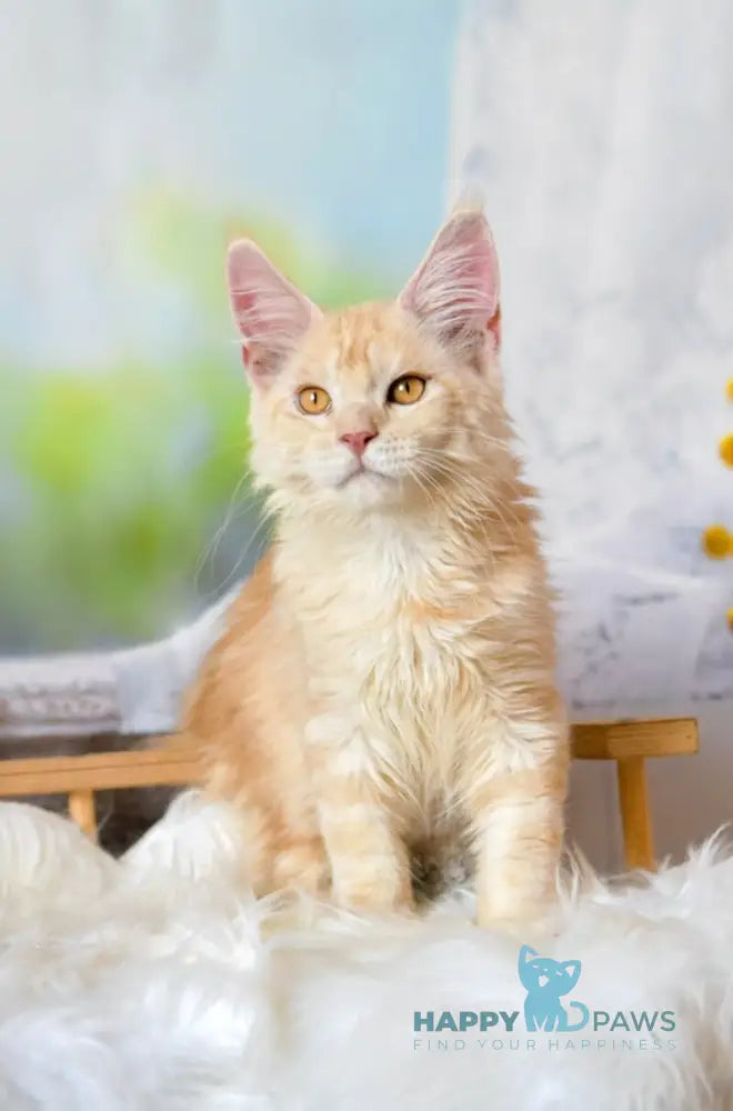 Sultan Maine Coon male red silver tabby live animals