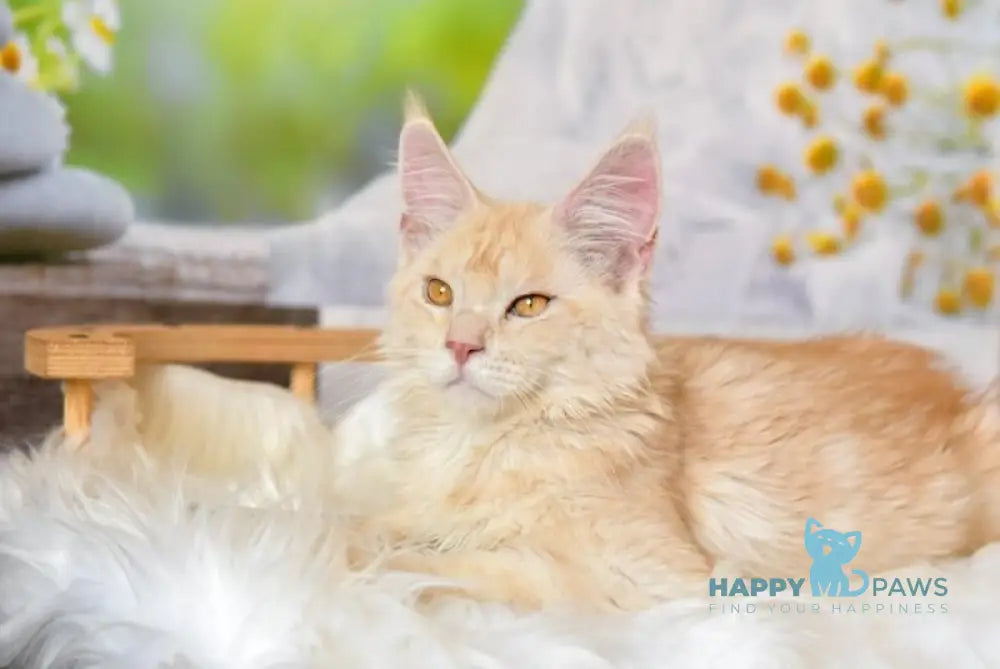 Sultan Maine Coon male red silver tabby live animals