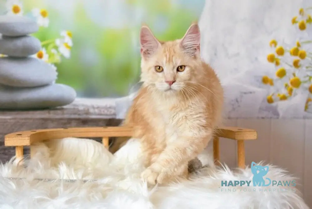 Sultan Maine Coon male red silver tabby live animals