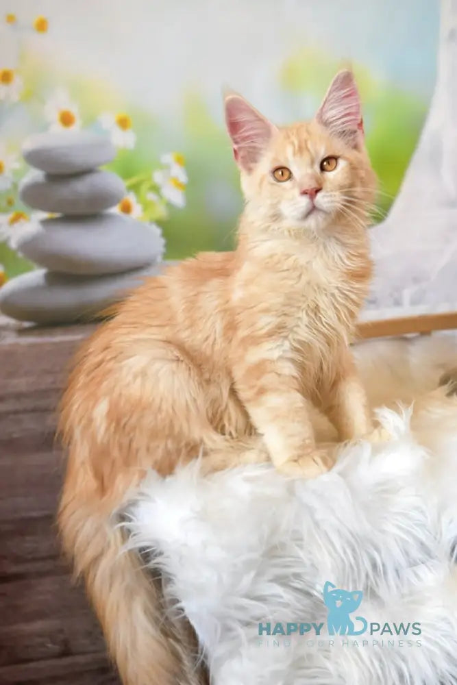 Sultan Maine Coon male red silver tabby live animals