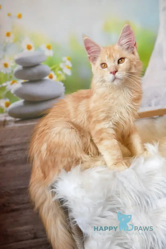 Sultan Maine Coon male red silver tabby live animals