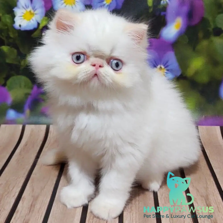 Sultan Persian male cream pointed - live animals