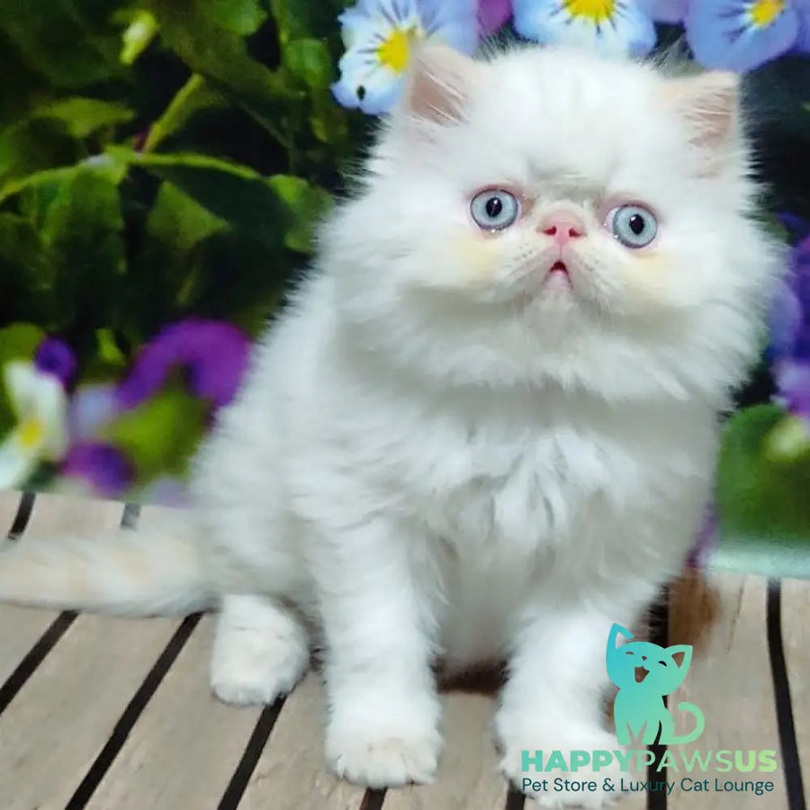 Sultan Persian male cream pointed - live animals