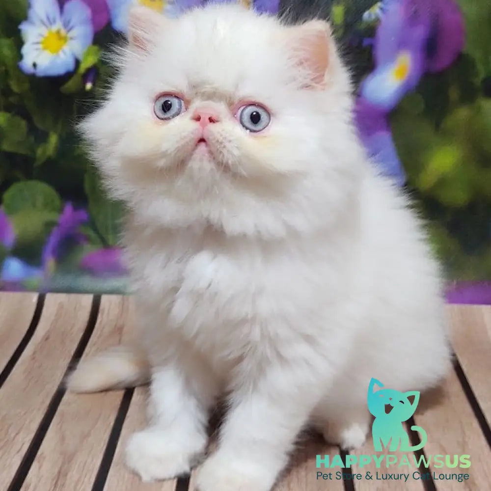 Sultan Persian male cream pointed - live animals