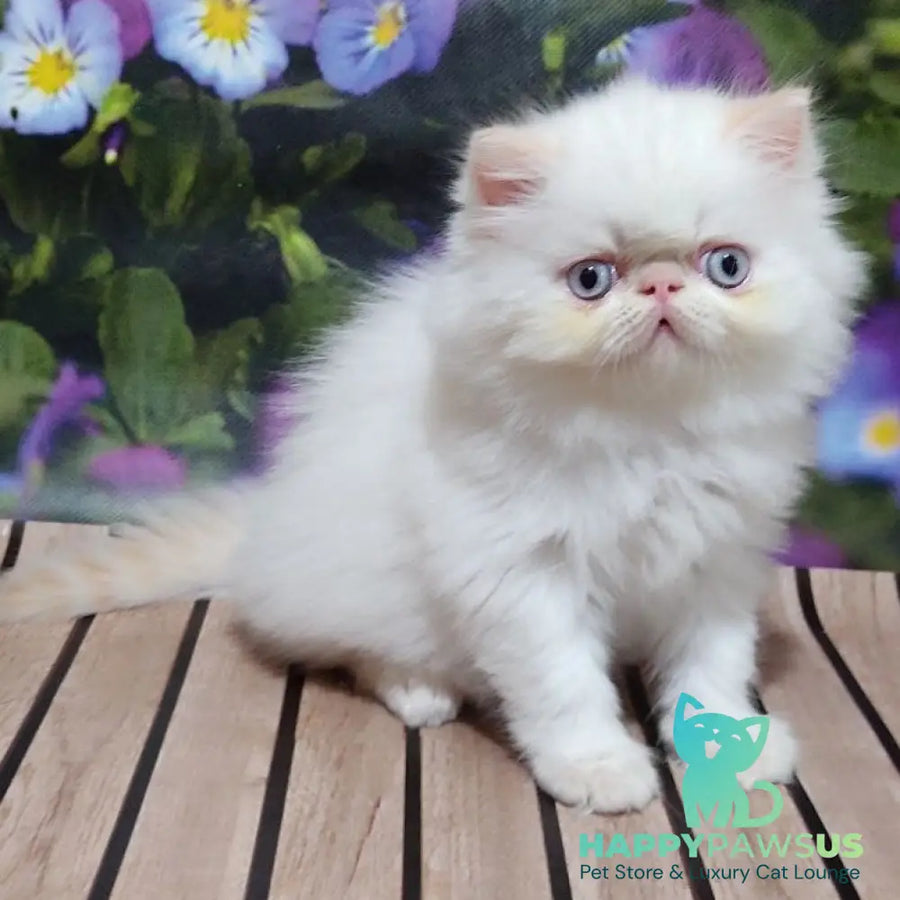 Sultan Persian male cream pointed - live animals