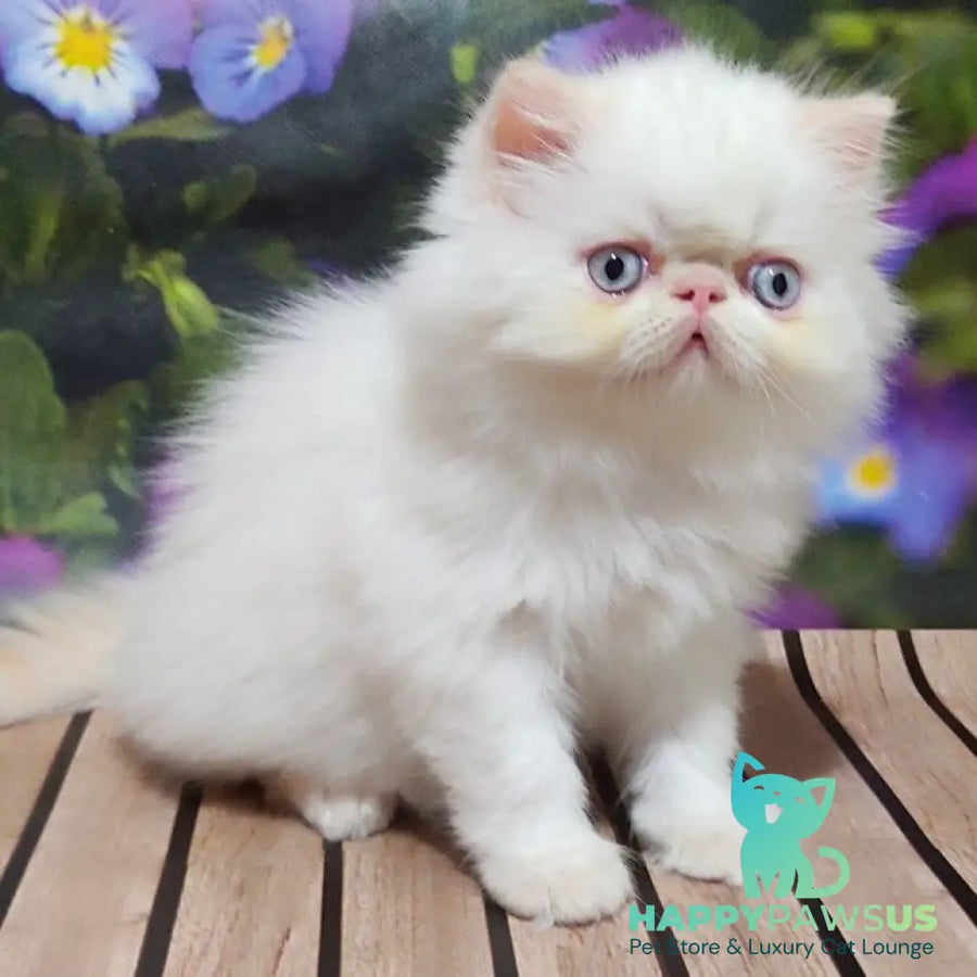 Sultan Persian male cream pointed - live animals
