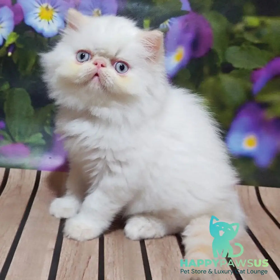Sultan Persian male cream pointed - live animals