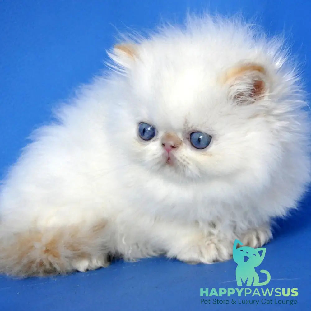 Sultan Persian male red pointed - live animals