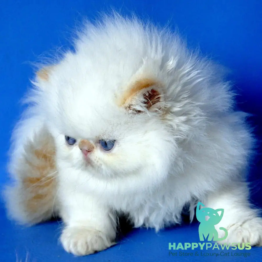 Sultan Persian male red pointed - live animals
