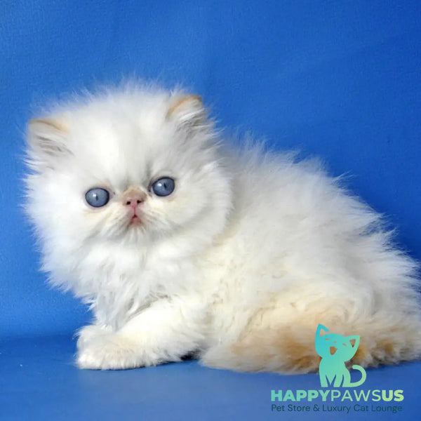 Sultan Persian male red pointed - live animals