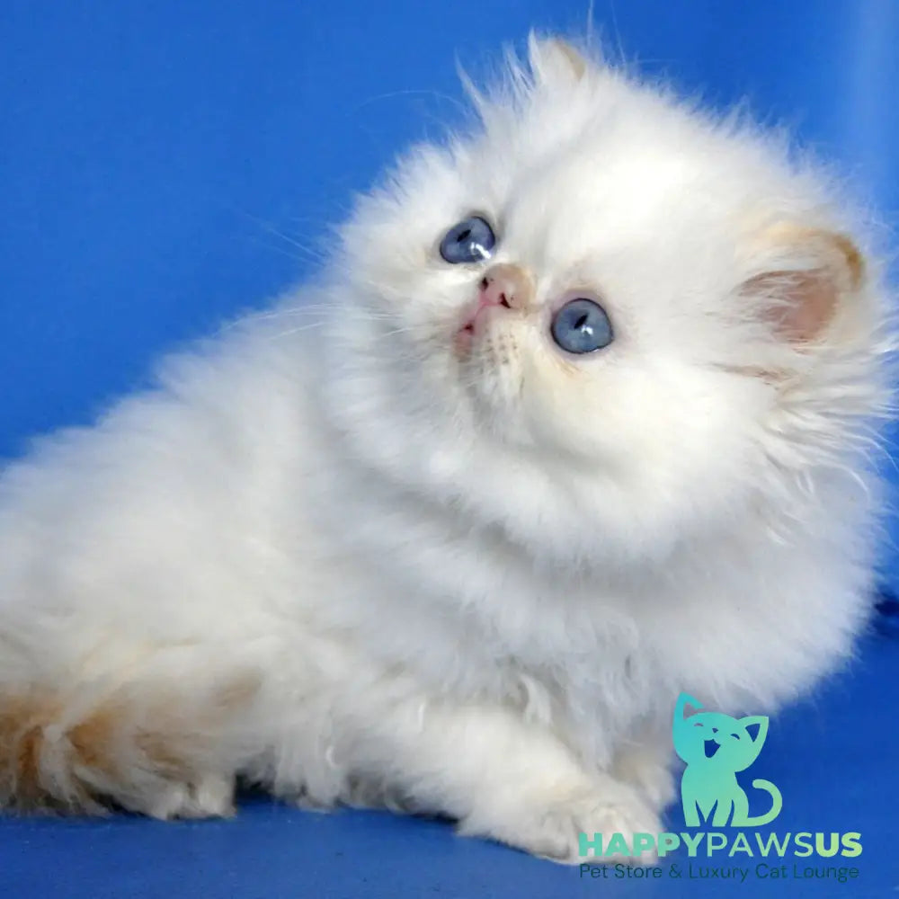 Sultan Persian male red pointed - live animals
