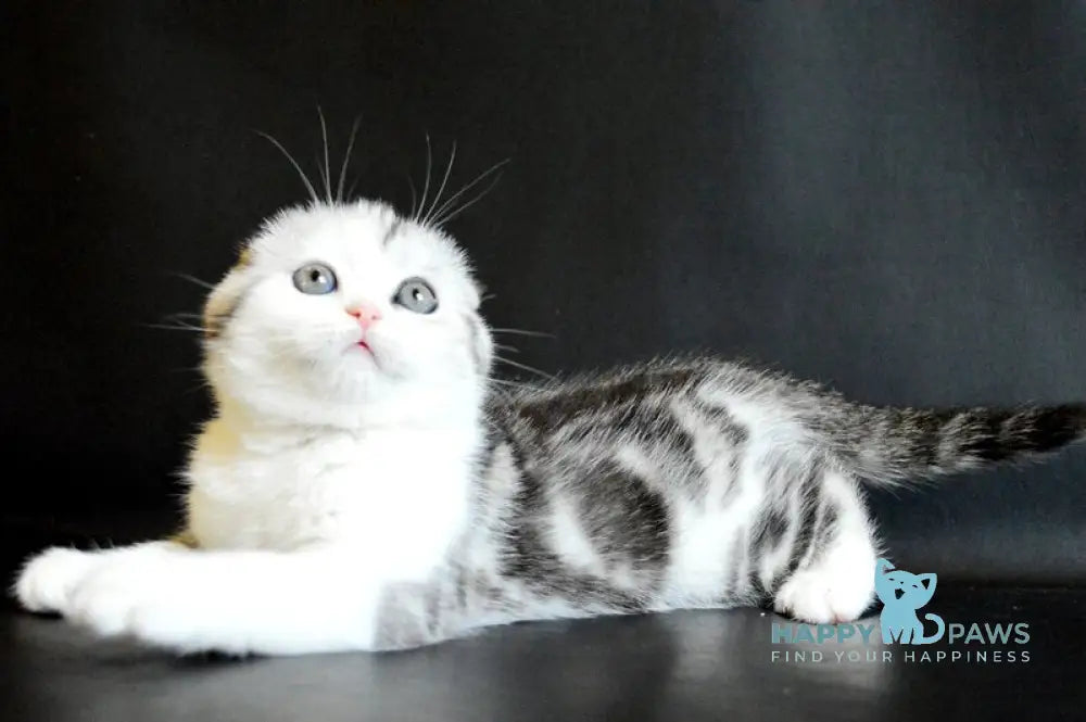 Sultan Scottish Fold male black silver tabby bicolour live animals
