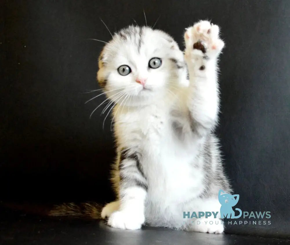 Sultan Scottish Fold male black silver tabby bicolour live animals